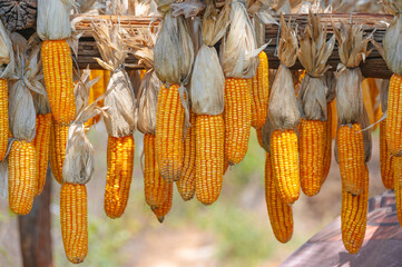 harvest of ripe corn cobs is dried on farm in autumn. Golden corn © alexkoral