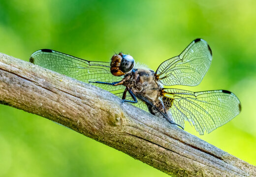 Spitzfleck Libelle (Sympetrum flaveolum, Common Darter)