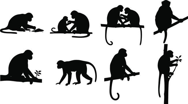 Monkey Silhouette Collection Featuring Feeding Grooming Climbing and Natural Behavior Poses