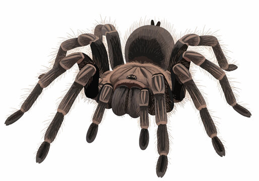 Detailed vector illustration of a large brown and black hairy tarantula spider featuring thick bristly legs, segmented body, and multiple eyes, isolated on white background.