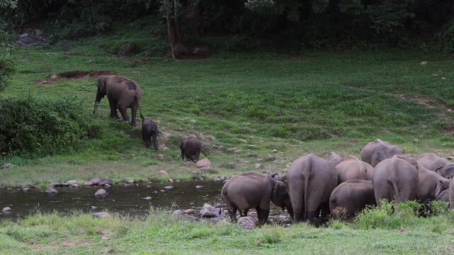 Herd of elephants drinking water in river Munnar Anakullam Kerala India. Elephants fighting playing wild life in national park forest. A herd of wild asian elephants  bathe and feed in Periyar River