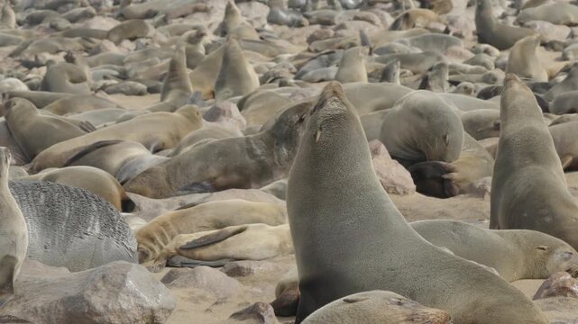 a high frame rate clip of two female cape fur seals fighting at cape cross seal colony in namibia