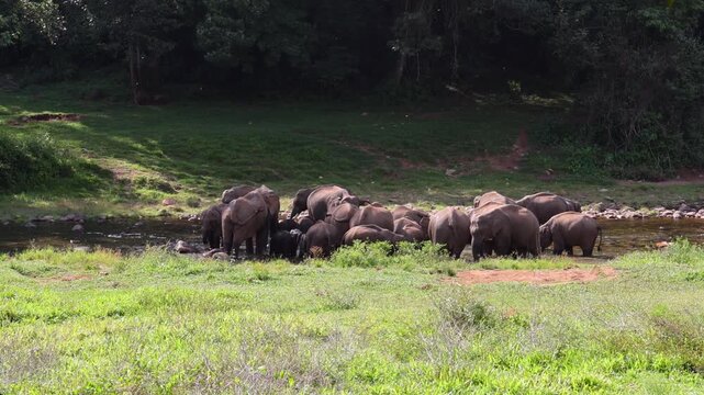 Herd of elephants drinking water in river Munnar Anakullam Kerala India. Elephants fighting playing wild life in national park forest. A herd of wild asian elephants  bathe and feed in Periyar River