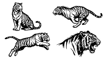 Vintage hand drawn tiger vector collection featuring dynamic wild cat poses including running jumping sitting and roaring predator sketches © Kulsum