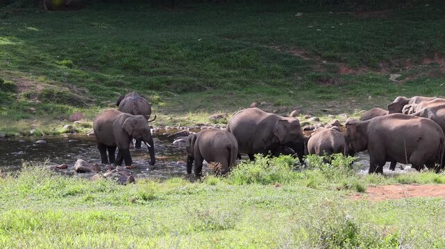 Herd of elephants drinking water in river Munnar Anakullam Kerala India. Elephants fighting playing wild life in national park forest. A herd of wild asian elephants  bathe and feed in Periyar River