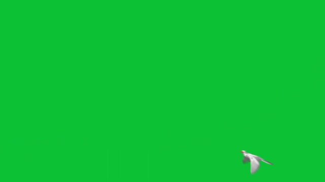 Flock of white doves flying gracefully across a bright green screen background for video compositing