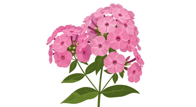 Pink phlox paniculata flower bouquet vector illustration featuring clusters of pink blossoms with dark centers and green leaves isolated on a solid white background.