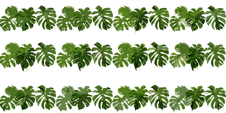 Monstera leaf pattern with watercolor style on a white background botanical illustration deliciosa swiss cheese