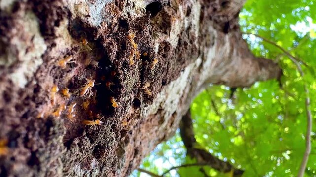 Rare macro footage of multiple termite queens moving inside an active termite colony. Worker termites surround reproductive termites within a natural nest in a decaying tree trunk.