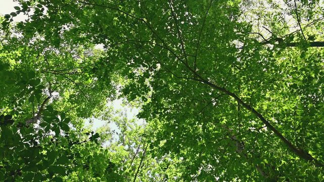 Low angle footage of blue sky through branches of   lush green leaves, tall trees in summer idyllic Pennsylvania woodland forest, depth, gentle breeze jiggles foliage and sways branches vacation