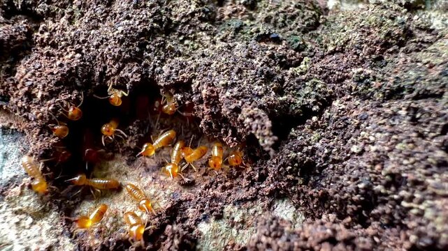 Rare macro footage of multiple termite queens moving inside an active termite colony. Worker termites surround reproductive termites within a natural nest in a decaying tree trunk.