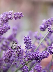 Obraz premium lavender flowers close up with butterfly
