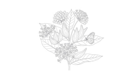 Milkweed botanical line art with monarch butterfly and seed pods © asep