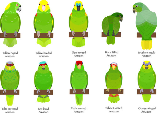 10 types of amazon parrots set