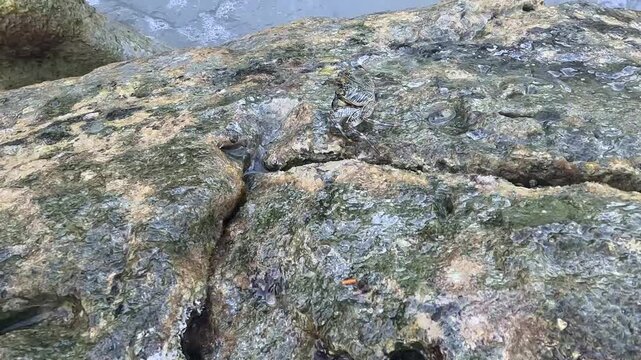 High-angle shot of a small crab crawling over a large, wet, mossy rock surface next to rushing ocean waves. The rock is textured with cracks and small holes, and the water flows rapidly nearby.