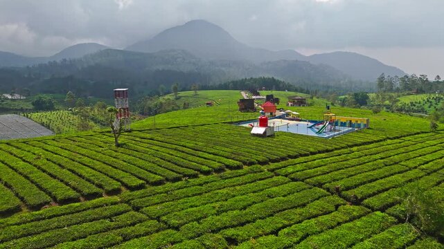 Cinematic drone footage of vast tea gardens across rolling hills in Pengalengan, West Java, Indonesia. Perfect for travel, nature, and agrotourism content.