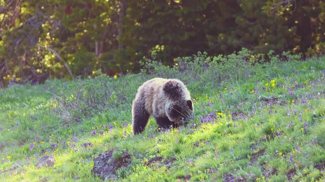 Grizzly bear searching for food among colorful wildflowers in a meadow at golden sunset in Yellowstone