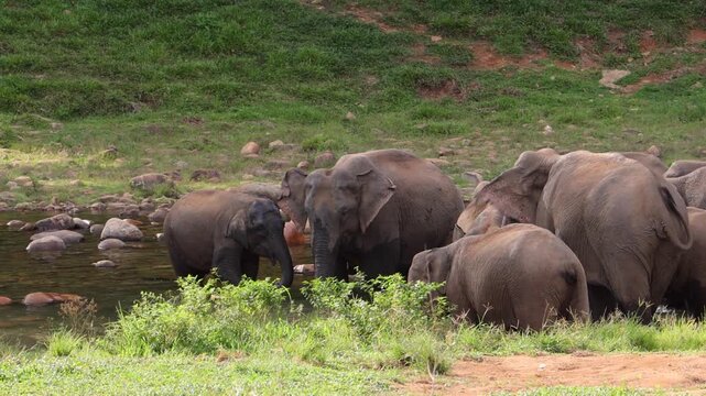 Herd of elephants drinking water in river Munnar Anakullam Kerala India. Elephants fighting playing wild life in national park forest. A herd of wild asian elephants  bathe and feed in Periyar River
