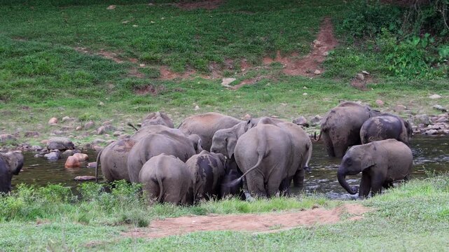 Herd of elephants drinking water in river Munnar Anakullam Kerala India. Elephants fighting playing wild life in national park forest. A herd of wild asian elephants  bathe and feed in Periyar River