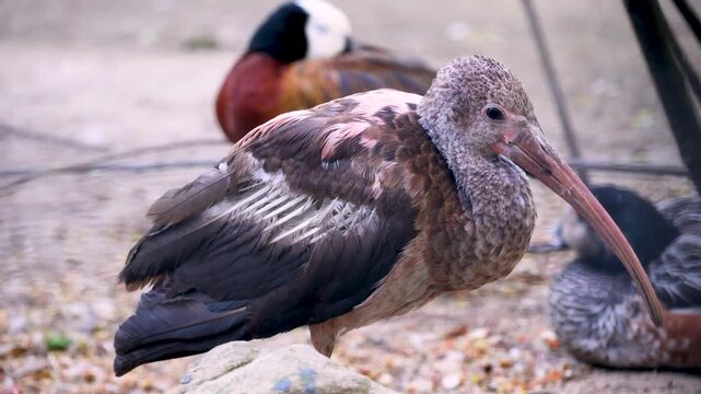 Close up of a young juvenile scarlet ibis turning head in profile view