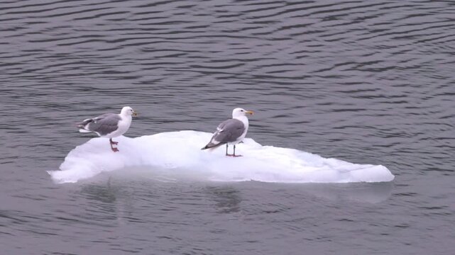 a pair of glaucous-winged gulls resting on an iceberg at glacier bay, alaska of the usa