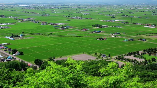 東川町の水田地帯