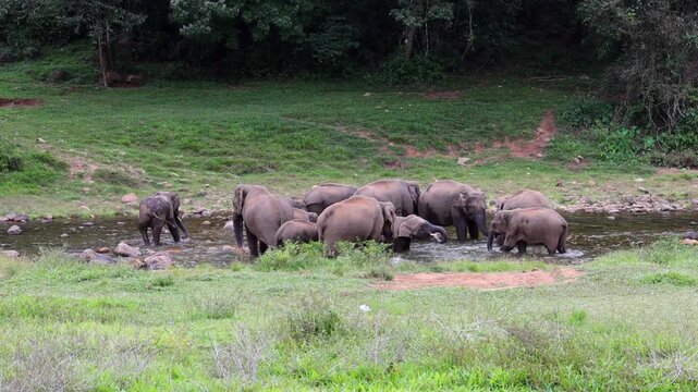 Herd of elephants drinking water in river Munnar Anakullam Kerala India. Elephants fighting playing wild life in national park forest. A herd of wild asian elephants  bathe and feed in Periyar River