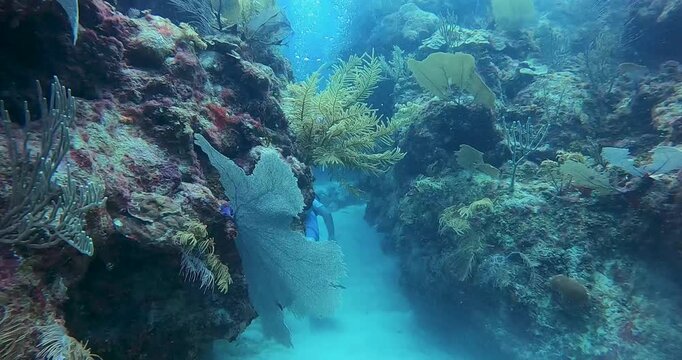 Vibrant coral reef ecosystem from scuba diver point of view