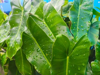 Bright, natural sunlight illuminates the glossy surface of a cluster of tropical green leaves covered in small, clear raindrops. © RidzolBarnazi