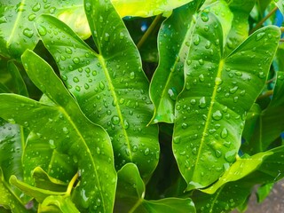 A natural pattern formed by the chaotic distribution of clear water beads across several vibrant green foliage leaves. © RidzolBarnazi