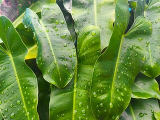 The cool, wet texture of these dew-covered leaves offers a visually refreshing and calm natural perspective. © RidzolBarnazi