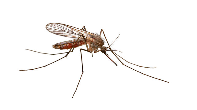 Detailed mosquito with transparent wings and long legs, isolated on transparent background