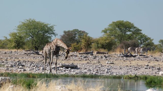 a giraffe starts drinking from goas waterhole at etosha national park in namibia, africa