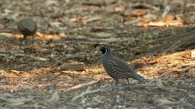 Close up of California quail grazing through the wilderness in Utah.