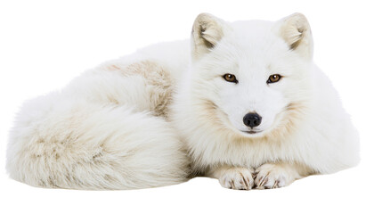 Fluffy white arctic fox with brown eyes, resting peacefully isolated on transparent background © Giulia