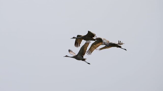 Sandhill Cranes flying through the sky over Utah in slow motion.