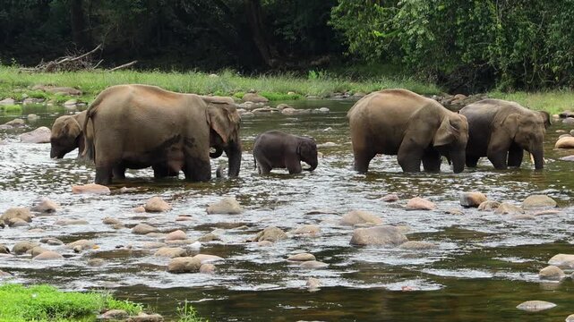 Herd of elephants drinking water in river Munnar Anakullam Kerala India. Elephants fighting playing wild life in national park forest. A herd of wild asian elephants  bathe and feed in Periyar River