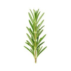Obraz premium Rosemary Sprig Isolated Transparent Background