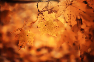 Fototapeta premium Lively closeup of falling autumn leaves with vibrant backlight from the setting sun