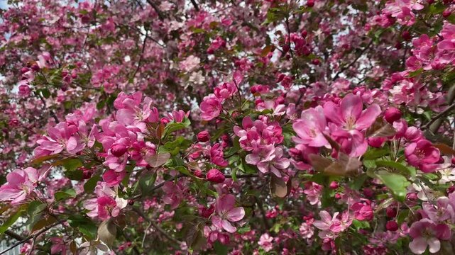 Large pink apple tree blossoms. Blooming branches in spring against a blue sky on a bright sunny day, close-up