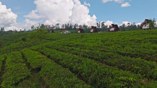 Cinematic drone footage of vast tea gardens across rolling hills in Pengalengan, West Java, Indonesia. Perfect for travel, nature, and agrotourism content.