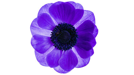 Vibrant purple anemone flower with dark center, isolated on transparent background