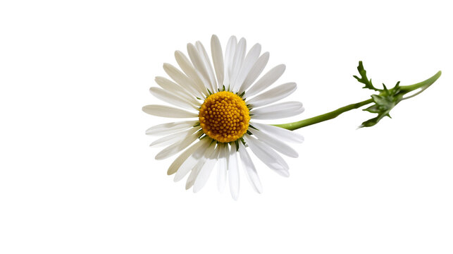 White daisy flower with yellow center and green stem, isolated on transparent background
