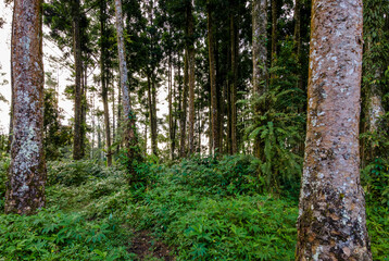 Obraz premium Aerial View of Tropical Forest with Rubber and Puspa Trees Covered by Tall Grass and Shrubs. Drone view of a tropical forest showcasing natural landscape and biodiversity.