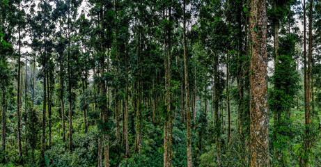 Fototapeta premium Aerial View of Tropical Forest with Rubber and Puspa Trees Covered by Tall Grass and Shrubs. Drone view of a tropical forest showcasing natural landscape and biodiversity.