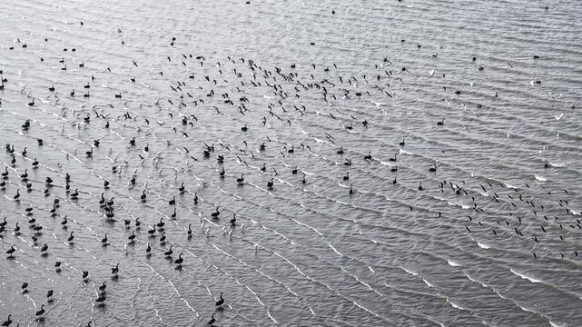 Aerial View of Black Swans and Seabirds Gathering in Coastal Wetlands of New Zealand