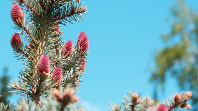 Young red pine cones clustered on the branches of an evergreen tree against a clear blue sky. Fresh green pine needles surround the vibrant red cones, creating a striking contrast in natural colors.