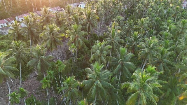 An aerial view of a lush coconut plantation at sunrise, with a dense tropical forest canopy.