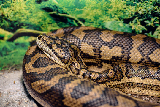 Exotic reptile texture Python snake in captivity resting in enclosure highlighting exotic reptile care and habitat control