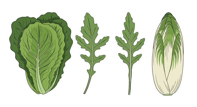 Selection of fresh leafy green vegetables including lettuce, arugula, and endive displayed as detailed color illustrations for health and diet themes.